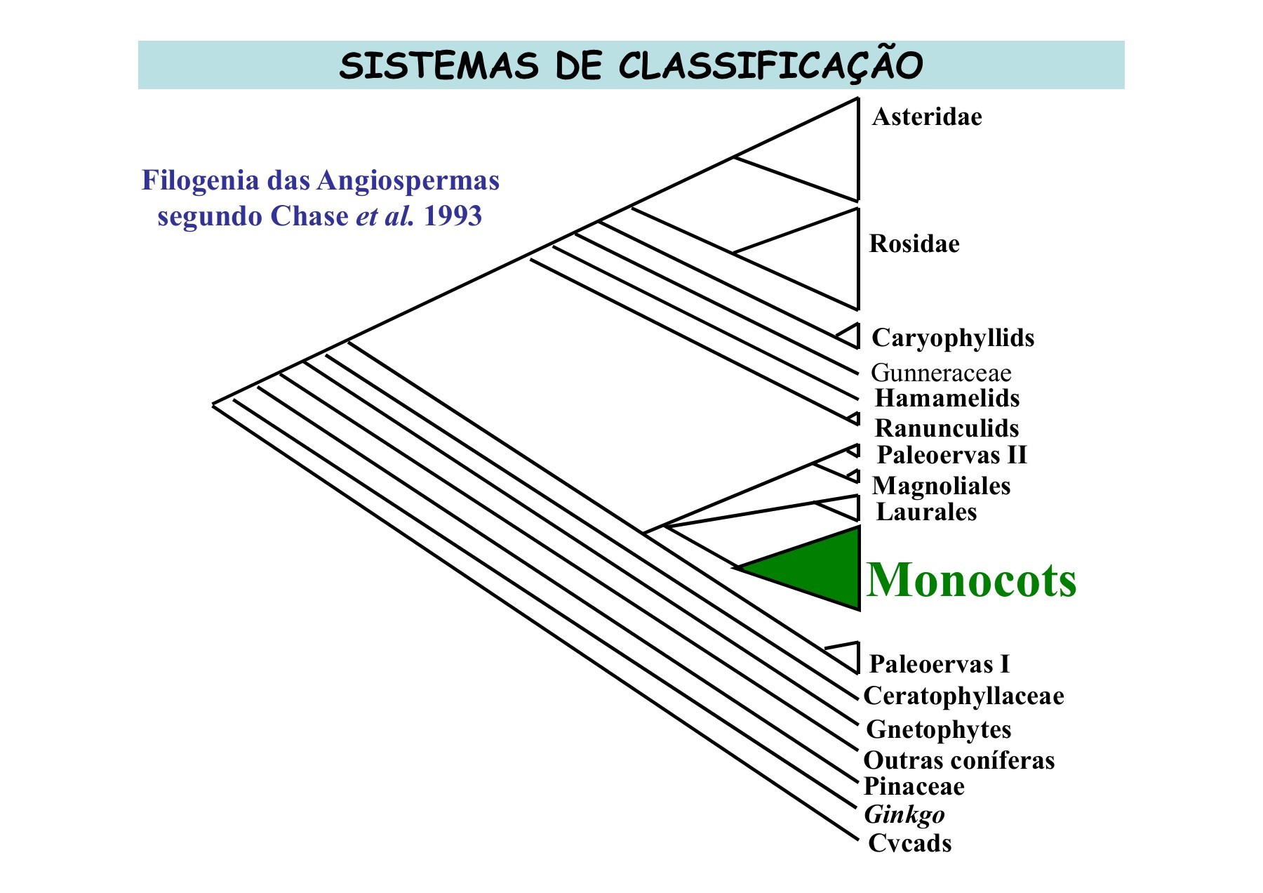 SISTEMAS FILOGENÉTICOS (1880 – atual) Sistema de Engler ... | Focusky, image size:1800x1272