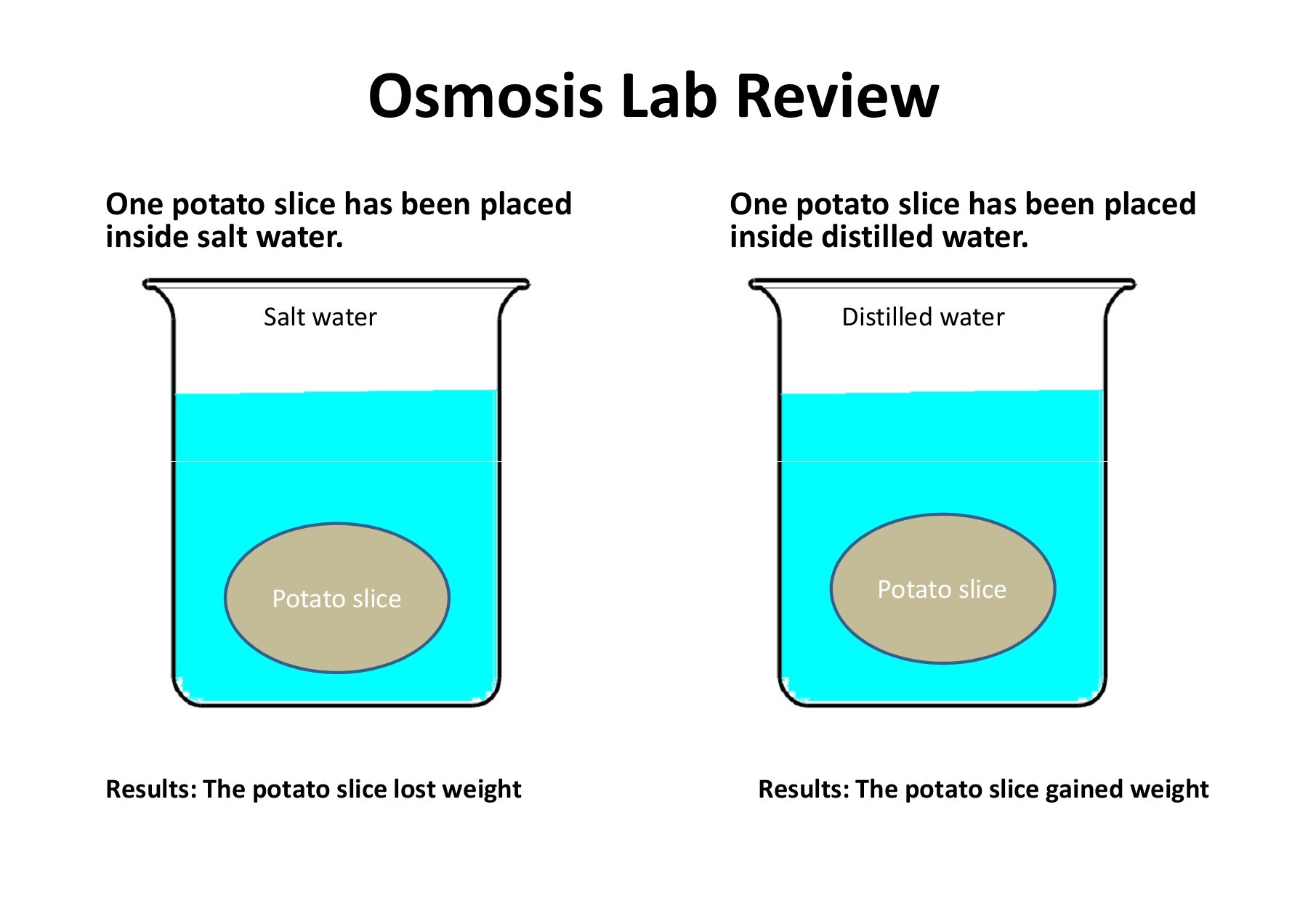 Potato Osmosis Lab Write Up At Milla East Blog